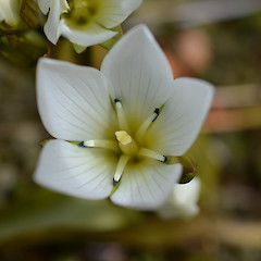 Flowering plant.<br>Photographer: Jane Gosden, Date taken: 16/02/2013, Licence: <a target='_blank' href='https://creativecommons.org/licenses/by-nc-sa/4.0'>CC BY-NC-SA</a>.