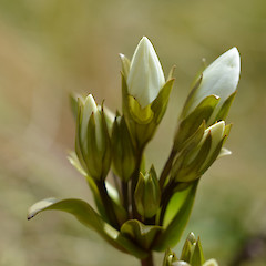 Flowering plant.<br>Photographer: Jane Gosden, Date taken: 16/02/2013, Licence: <a target='_blank' href='https://creativecommons.org/licenses/by-nc-sa/4.0'>CC BY-NC-SA</a>.