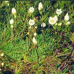 Gentianella vernicosa