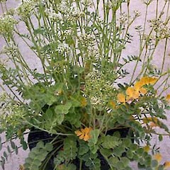 Gingidea grisea in full flower (cultivated plant).<br>Photographer: Peter B. Heenan, Licence: <a target='_blank' href='https://creativecommons.org/licenses/by-nc/4.0'>CC BY-NC</a>.
