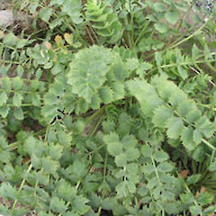 In cultivation.<br>Photographer: John Barkla, Licence: <a target='_blank' href='https://creativecommons.org/licenses/by/4.0'>CC BY</a>.