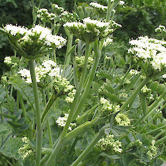 Cultivated plant.<br>Photographer: John Barkla, Licence: <a target='_blank' href='https://creativecommons.org/licenses/by/4.0'>CC BY</a>. <a class='member-message' href='/nzpcn/why-join-nzpcn/' target='_blank'>Members can view a larger version of this image.</a>
