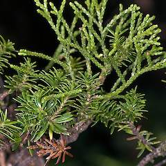 Herepai Ridge, Tararua Forest Park.<br>Photographer: Jeremy R. Rolfe, Date taken: 08/03/2008, Licence: <a target='_blank' href='https://creativecommons.org/licenses/by/4.0'>CC BY</a>.