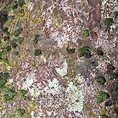 Bark. Herepai Ridge, Tararua Forest Park.<br>Photographer: Jeremy R. Rolfe, Date taken: 08/03/2008, Licence: <a target='_blank' href='https://creativecommons.org/licenses/by/4.0'>CC BY</a>.