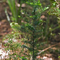 Juvenile. Herepai Ridge, Tararua Forest Park.<br>Photographer: Jeremy R. Rolfe, Date taken: 23/02/2008, Licence: <a target='_blank' href='https://creativecommons.org/licenses/by/4.0'>CC BY</a>.
