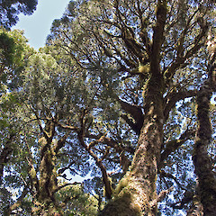 Herepai Ridge, Tararua Forest Park.<br>Photographer: Jeremy R. Rolfe, Date taken: 08/03/2008, Licence: <a target='_blank' href='https://creativecommons.org/licenses/by/4.0'>CC BY</a>.