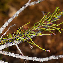Halocarpus biformis.<br>Photographer: Mike Thorsen, Licence: All rights reserved.