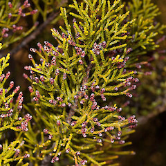 Halocarpus biformis.<br>Photographer: Mike Thorsen, Licence: All rights reserved.