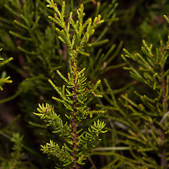 Halocarpus biformis.<br>Photographer: Mike Thorsen, Licence: All rights reserved.