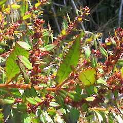 Haloragis erecta subsp. erecta