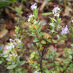 Veronica pimeleoides subsp. pimeleoides