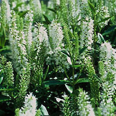 Hebe bollonsii shrub in flower, Aorangi Island, Poor Knights Islands, December 1993,.<br>Photographer: Peter J de Lange, Licence: <a target='_blank' href='https://creativecommons.org/licenses/by-nc/4.0'>CC BY-NC</a>.