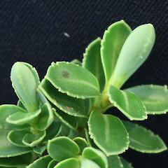 Veronica simulans