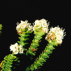 Veronica epacridea
