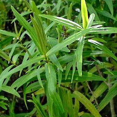 Veronica ligustrifolia