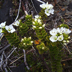Veronica macrantha var. brachyphylla