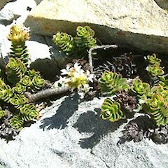 Veronica macrocalyx var. humilis
