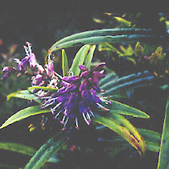 Te Ahumata, Gt Barrier Is. April.<br>Photographer: John Smith-Dodsworth, Licence: <a target='_blank' href='https://creativecommons.org/licenses/by-nc/4.0'>CC BY-NC</a>.