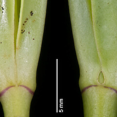 Leaf buds from one plant, with and without sinus. Specimen collected by Peter de Lange.<br>Photographer: Jeremy R. Rolfe, Date taken: 01/05/2008, Licence: <a target='_blank' href='https://creativecommons.org/licenses/by/4.0'>CC BY</a>. <a class='member-message' href='/nzpcn/why-join-nzpcn/' target='_blank'>Members can view a larger version of this image.</a>