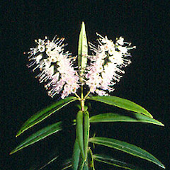 Veronica macrocarpa var. macrocarpa