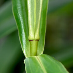 No sinus at base of leaf bud. In cultivation ex Waitakere.<br>Photographer: Jeremy R. Rolfe, Date taken: 19/07/2007, Licence: <a target='_blank' href='https://creativecommons.org/licenses/by/4.0'>CC BY</a>. <a class='member-message' href='/nzpcn/why-join-nzpcn/' target='_blank'>Members can view a larger version of this image.</a>