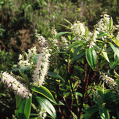 Huia (Mt Donald Mclean).<br>Photographer: Gillian M. Crowcroft, Licence: All rights reserved. <a class='member-message' href='/nzpcn/why-join-nzpcn/' target='_blank'>Members can view a larger version of this image.</a>