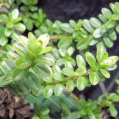 Veronica murrellii