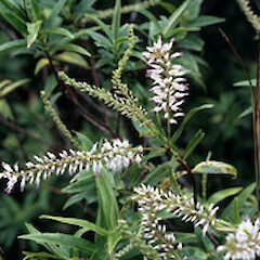Veronica phormiiphila