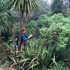 Hebe paludosa habit.<br>Photographer: David A. Norton, Licence: <a target='_blank' href='https://creativecommons.org/licenses/by-nc/4.0'>CC BY-NC</a>.