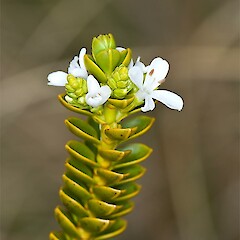 Veronica pauciramosa