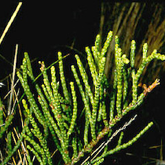 Veronica propinqua