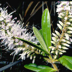 Veronica pubescens subsp. pubescens