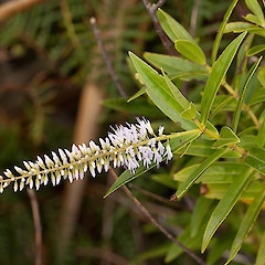 Hebe stricta var. stricta.<br>Photographer: Mike Thorsen, Licence: All rights reserved.