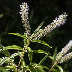 Hebe stricta var. stricta.<br>Photographer: Mike Thorsen, Licence: All rights reserved.