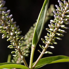 Hebe stricta var. stricta.<br>Photographer: Mike Thorsen, Licence: All rights reserved.