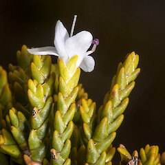 Veronica tetragona subsp. tetragona