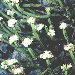 L. Lyndon, December.<br>Photographer: John Smith-Dodsworth, Licence: <a target='_blank' href='https://creativecommons.org/licenses/by-nc/4.0'>CC BY-NC</a>.