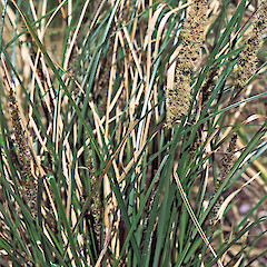 In cultivation.<br>Photographer: Jeremy R. Rolfe, Date taken: 01/11/2003, Licence: <a target='_blank' href='https://creativecommons.org/licenses/by/4.0'>CC BY</a>.