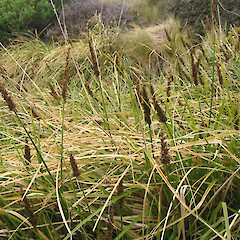 Enderby Island.<br>Photographer: John Barkla, Licence: <a target='_blank' href='https://creativecommons.org/licenses/by/4.0'>CC BY</a>.