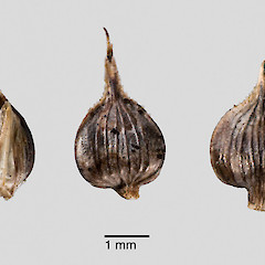 Utricles (glume attached to specimen on left). In cultivation.<br>Photographer: Jeremy R. Rolfe, Date taken: 01/06/2009, Licence: <a target='_blank' href='https://creativecommons.org/licenses/by/4.0'>CC BY</a>.