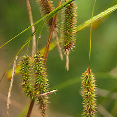 Carex fascicularis