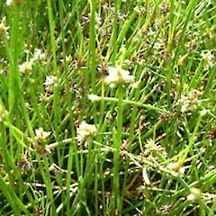 Isolepis prolifera