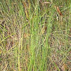 Netrostylis capillaris