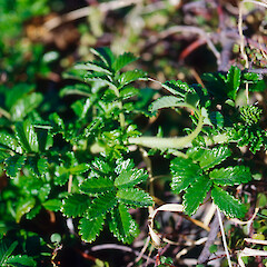 Wellington south coast.<br>Photographer: Jeremy R. Rolfe, Date taken: 12/03/1994, Licence: <a target='_blank' href='https://creativecommons.org/licenses/by/4.0'>CC BY</a>. <a class='member-message' href='/nzpcn/why-join-nzpcn/' target='_blank'>Members can view a larger version of this image.</a>