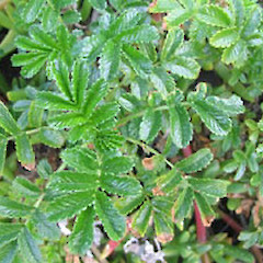 Acaena pallida.<br>Photographer: John Barkla, Licence: <a target='_blank' href='https://creativecommons.org/licenses/by/4.0'>CC BY</a>.