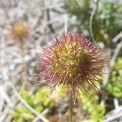 Acaena pallida.<br>Photographer: John Sawyer, Licence: <a target='_blank' href='https://creativecommons.org/licenses/by-nc/4.0'>CC BY-NC</a>.