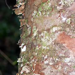 Bark. Kauri Glen, Northcote, Auckland.<br>Photographer: Jeremy R. Rolfe, Date taken: 21/07/2006, Licence: <a target='_blank' href='https://creativecommons.org/licenses/by/4.0'>CC BY</a>.