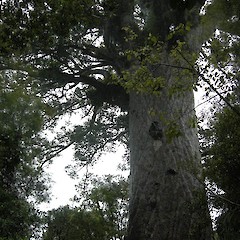 Waipoua Forest, Northland - Tane Mahuta.<br>Photographer: John Sawyer, Date taken: 01/01/2010, Licence: <a target='_blank' href='https://creativecommons.org/licenses/by-nc/4.0'>CC BY-NC</a>.