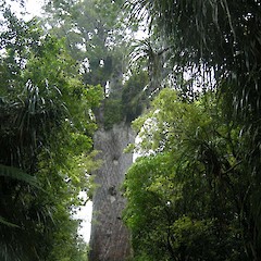 Waipoua Forest, Northland - Tane Mahuta.<br>Photographer: John Sawyer, Date taken: 01/01/2010, Licence: <a target='_blank' href='https://creativecommons.org/licenses/by-nc/4.0'>CC BY-NC</a>.