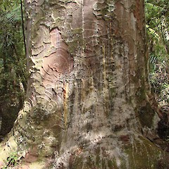 Lesions on a mature kauri tree caused by Kauri Dieback.<br>Photographer: Biosecurity New Zealand, Licence: Public domain.